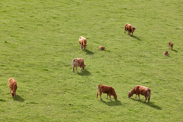 Cows grazing in the pasture. Cattle and livestock. Countryside