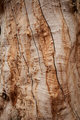 bark of tree. wood texture/ Tbilisi, Georgia