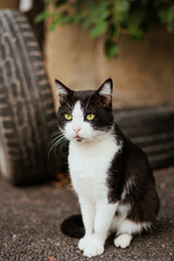 An urban black and white young cat