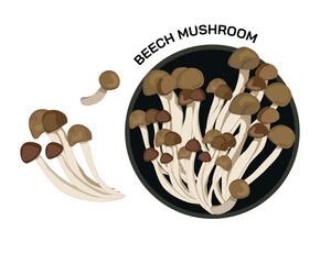 beech mushroom, isolated mushroom  in black plate and some of it beside the plate on white background. Vector hand drawing food ingredients, organic products, fungi, fresh ingredients, vegetarian 