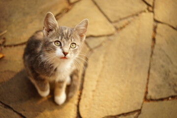 Cute kitten portrait, look from top to bottom