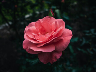 Obraz premium pink rose in the garden