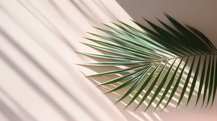 Fototapeta premium natural palm leaf with neutral pastel background. Aesthetic minimalism design for social media content background. Simple nature elements. Calming, exotic and serene atmosphere.