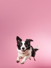 border collie dog jumping on pink background vertical banner copy space top