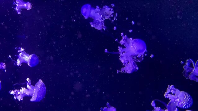  A small blue colored jellyfish