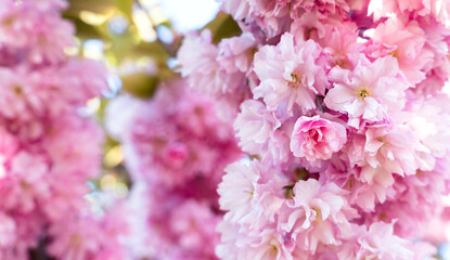 Branches of blooming sakura on a sunny day. Spring natural background. Banner. Selective focus.