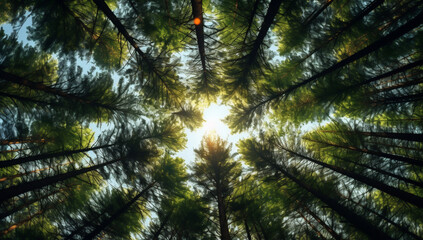 View upwards into the treetops in the forest towards the sky - perspective shot upwards - nature and forest theme