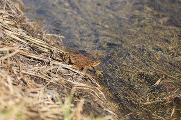 A large green frog in its natural habitat. Amphibian in water. Beautiful toad frog. Nice bokeh.