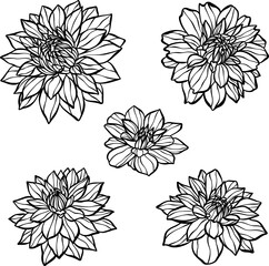 Dahlia daisy hand drawn vector flower head illustration set, floral clip art elements, elegant botanical decoration for spring and summer designs. Isolated line art.