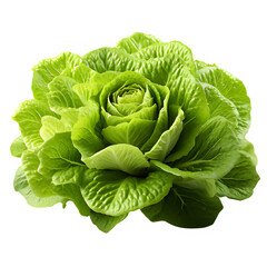 green lettuce isolated on transparent background ,fresh lettuce png ,generative ai - obrazy, fototapety, plakaty