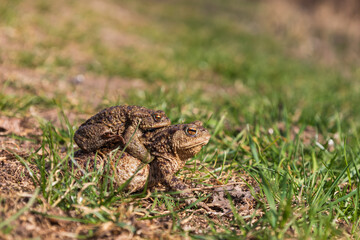 A large green frog in its natural habitat. Amphibian in water. Beautiful toad frog. Nice bokeh.