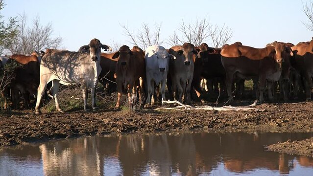 Cattle near watering hole at sunset in the Australian outback