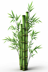 Fototapeta na wymiar bamboo illustration