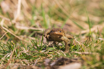A large green frog in its natural habitat. Amphibian in water. Beautiful toad frog. Nice bokeh.