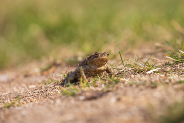 A large green frog in its natural habitat. Amphibian in water. Beautiful toad frog. Nice bokeh.