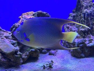 Naklejka na ściany i meble Queen angelfish, blue angelfish, golden angelfish, queen angel, and yellow angelfish Holacanthus ciliaris Bonaire, Leeward Islands