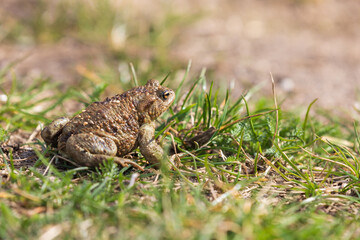 A large green frog in its natural habitat. Amphibian in water. Beautiful toad frog. Nice bokeh.