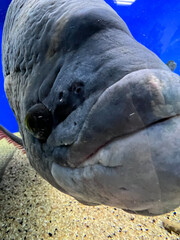 Cyphotilapia frontosa fish endemic to Lake Tanganyika commonly known as The Frontosa Cichlid or Humphead Cichlid