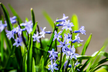 Naklejka premium Flowers in garden. HDR Image (High Dynamic Range).
