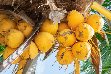 Fresh yellow Coconut palm fruits (Cocos Nucifera) are growing in bunches on coconut palm tree in the tropical fruit garden
