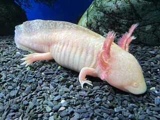 Obraz premium Axolotl swimming underwater marine life fish tank aquarium. white Axolotl Mexican salamande