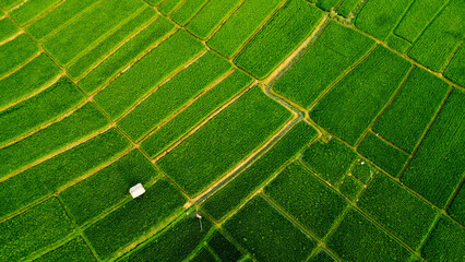 Rice Field View From Top