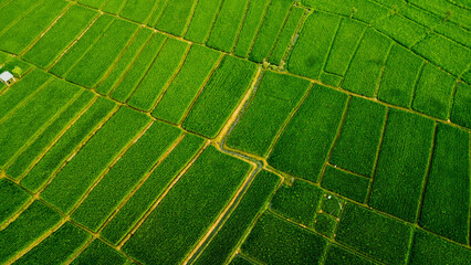 A View Of A Green Field
