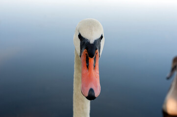portrait of the head of a swan eating food on the shore