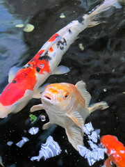 Koi fish swimming in dark water