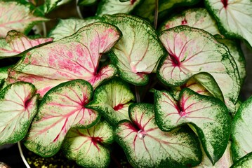 Fototapeta premium Close-up shot of Caladium Heart to Heart 'White Wonder'