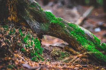stump in the forest covered with moss