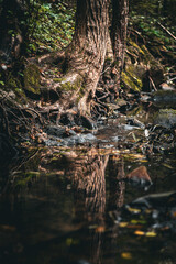a tree reflected in the surface of a stream