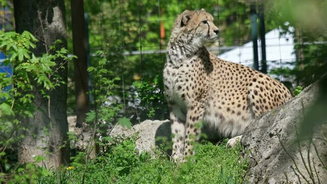 cheetah at the zoo