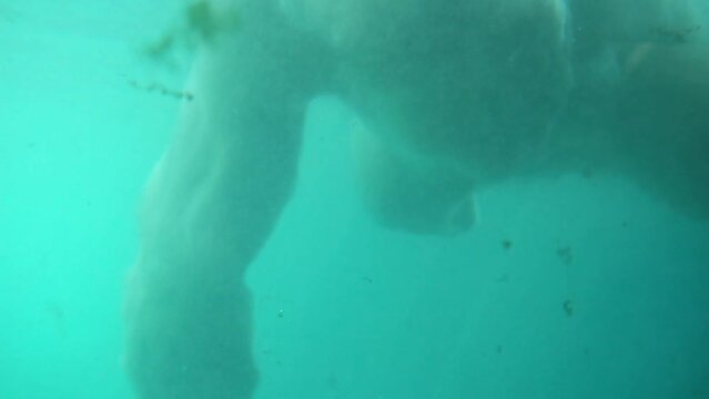 playful polar bears underwater