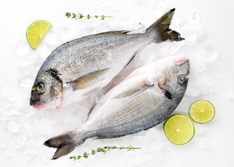 Fresh sea fish dorado peeled laid out on pieces of ice decorated with lemon sprig of greenery isolated on white background top view for your design. Healthy food. Vitamins Omega B12, healthy fats