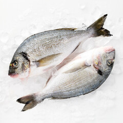 Sea fish dorado peeled laid out on pieces of ice isolated on white background top view for your design. Healthy food. Vitamins Omega B12, healthy fats for human health