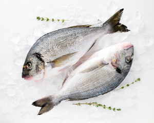 Fresh sea fish dorado peeled laid out on pieces of ice decorated sprig of greenery isolated on white background top view for your design. Healthy food. Vitamins Omega B12, healthy fats