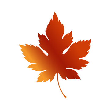 Red-yellow maple leaves on white background