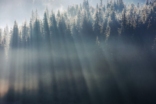 foggy forest nature background. beautiful autumn season. sunny morning. light through mist