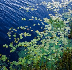 Tranquil pond covered with green lily pads