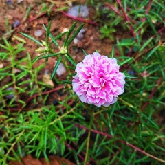 pink and white flower