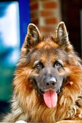 german shepherd dog