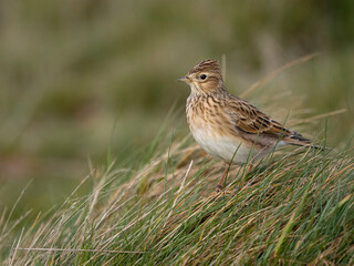 Skylark, Alauda arvensis