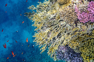 Koralle Rotes Meer