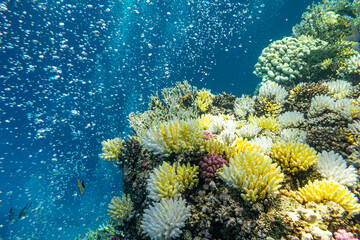 Naklejka na ściany i meble Korallenriff Rotes Meer