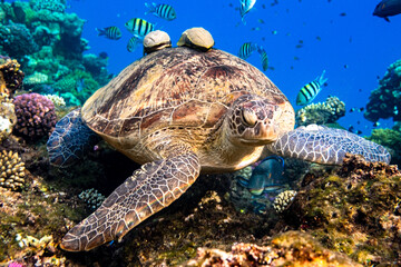 Grüne Meeresschildkröte - obrazy, fototapety, plakaty