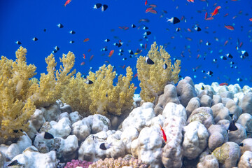 Fototapeta na wymiar Koralle