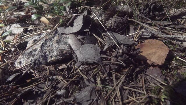 Formic road (ant way) to anthill. Red forest ants, Formica rufa, scurrying here and there, foraging, compulsory community service, macro in pine forest