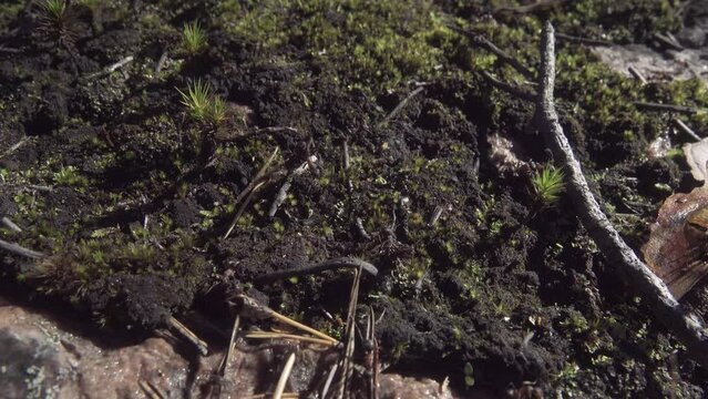 Formic road (ant way) to anthill. Red forest ants, Formica rufa, scurrying here and there, foraging, compulsory community service, macro in pine forest