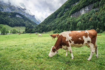 Fototapeta na wymiar Herd of cow grazing on pasture and swiss alps in Seealpsee at Appenzell, Switzerland